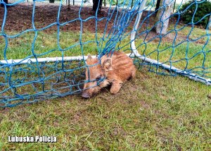 warchlak zaplątany w siatkę od bramki na boisku do piłki nożnej