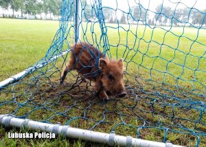 warchlak zaplątany w siatkę od bramki na boisku do piłki nożnej