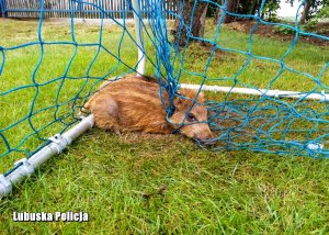 warchlak zaplątany w siatkę od bramki na boisku do piłki nożnej