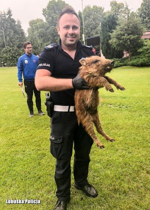 policjant trzymający w rękach małego dzika