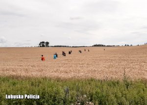 Poszukiwania wśród pól zaginionego mężczyzny